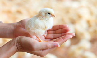 Bird Blog Image